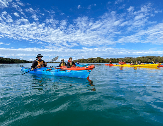 Adventure Kayaking SA Dolphin Sanctuary Mangroves Tour - Adelaide Adventure Hub