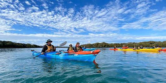 Adventure Kayaking SA Dolphin Sanctuary Mangroves Tour - Adelaide Adventure Hub