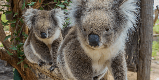 Pure SA Cleland Wildlife Park Experience - Adelaide Hills Adventure Hub